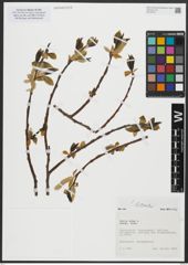 Foto von Salix alba subsp. alba L.